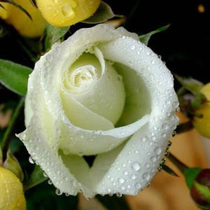 Meet your Posher, Priscilla